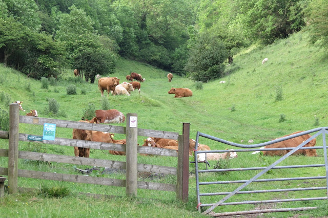 In the foreground, a ramshackle fence and gate - beyond, a path leads through the dale and a herd of large cows.