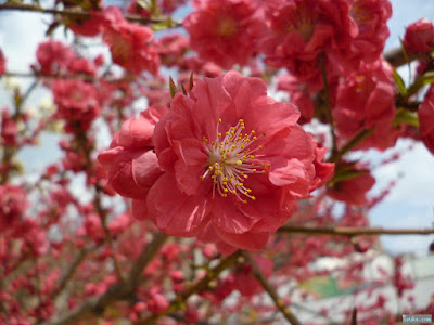 桃園公園の桃の花