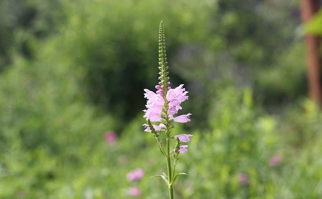 Physostegia Virginiana Flowers Pictures