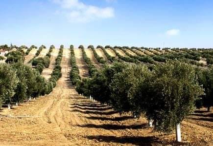 Buy Artificial Olive Tree 2.5m Online in UAE, KSA