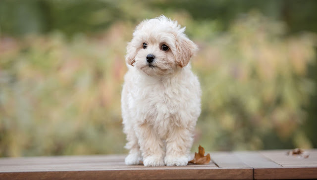 "Cute Maltipoo dog with a fluffy, curly coat and a playful expression, showcasing the irresistible charm of this popular designer breed."