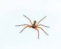 a spider on a white background