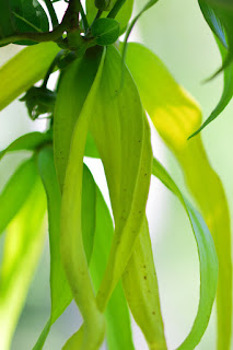 ylang ylang flower