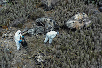 Près de la plage de Damas, dans le nord du Chili, des membres des services de l'agriculture ramassent les cadavres d'oiseaux morts le 30 mai 2023. (Martin Bernetti/AFP)