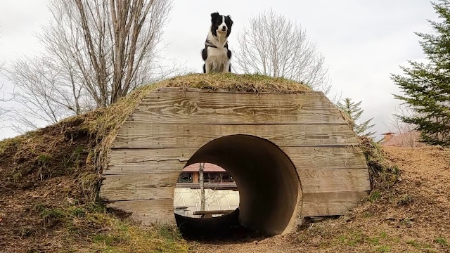 保護犬 ボーダーコリー トーマ ドッグリゾートWoof