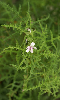 Pélargonium dentelé - Pelargonium denticulatum