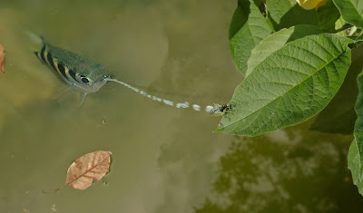 Makanan Ikan Sumpit