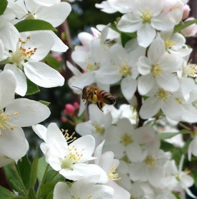 bee, beekeeping, crabapple, redbud tree, trees atlanta, 