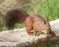 Ardilla roja (Sciurus vulgaris)