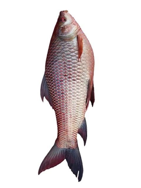 rohu fish, rui fish