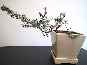 Trailing Rosemary in training as indoor bonsai