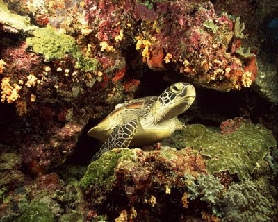 Underwater, life, marine animals, animals, amazing, world, amazing photos, beach nature picture, best photos of nature, nature around, nature photographers, nature wallpaper download, underwater