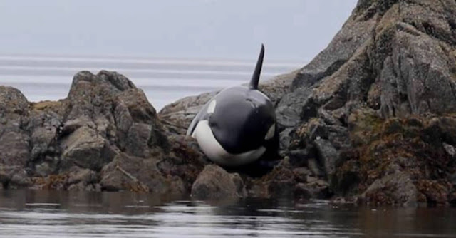 Foto de uma Orca Assassina