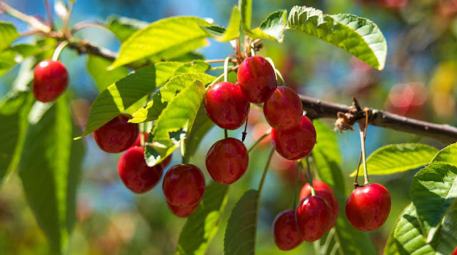 Great cherry benefits for support the body’s immune system.