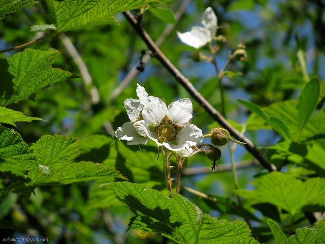 large, simple, white flower