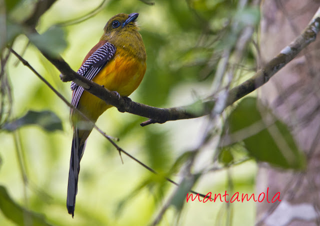 Orange Breasted Trogon