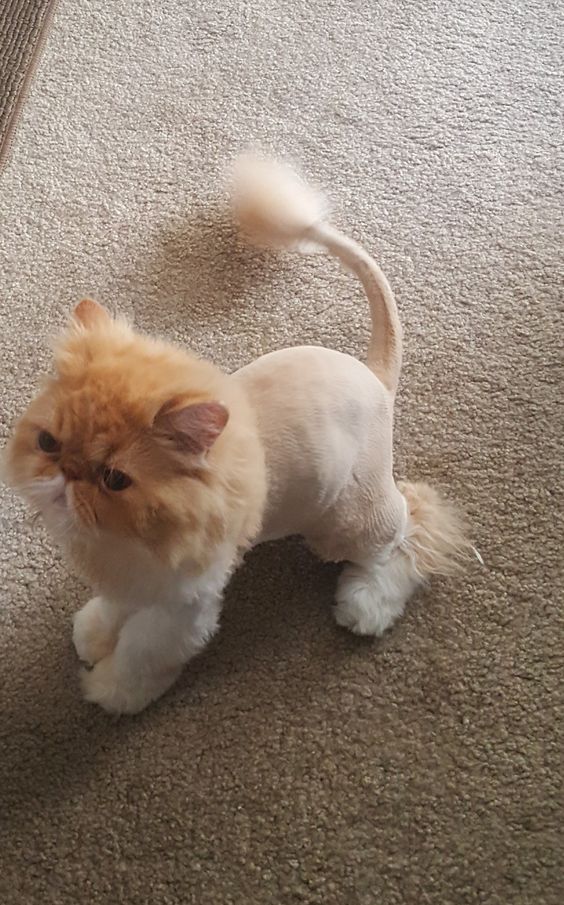 Lion-Cut Cat: