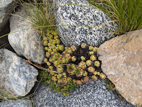 [Crassulaceae] Sempervivum