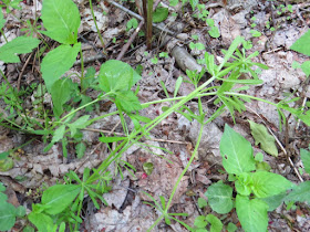 rough bedstraw