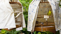 Build Bird Cage