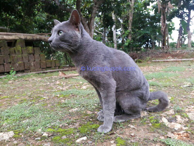 Mengenal Kucing Busok  Kucing  Ras Asli Indonesia KASKUS