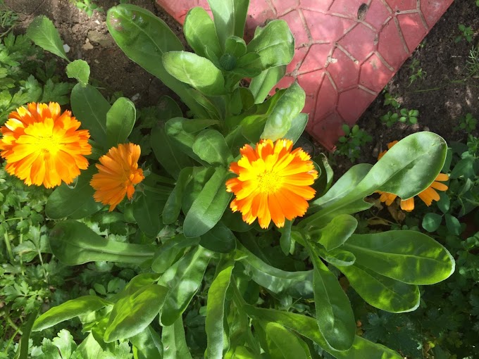 How To Grow Calendula