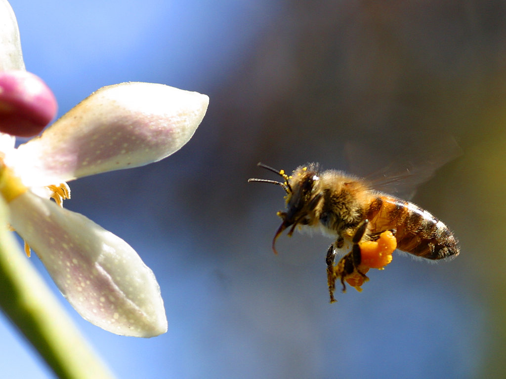 Honey Bees Wallpaper