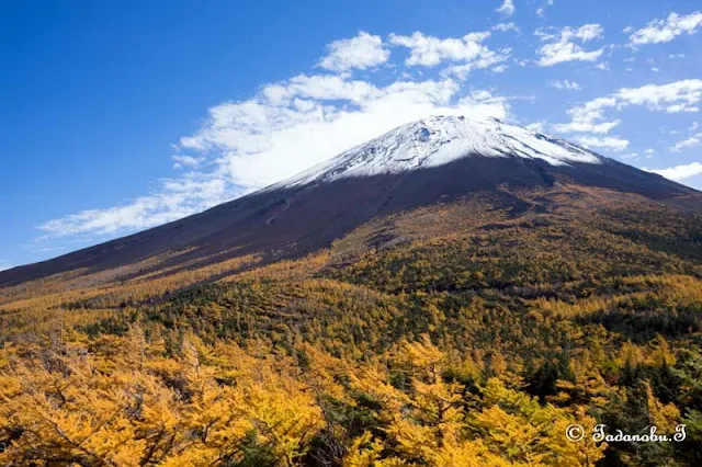 カラマツの紅葉（黄葉）と富士山四合目・奥庭からの景色