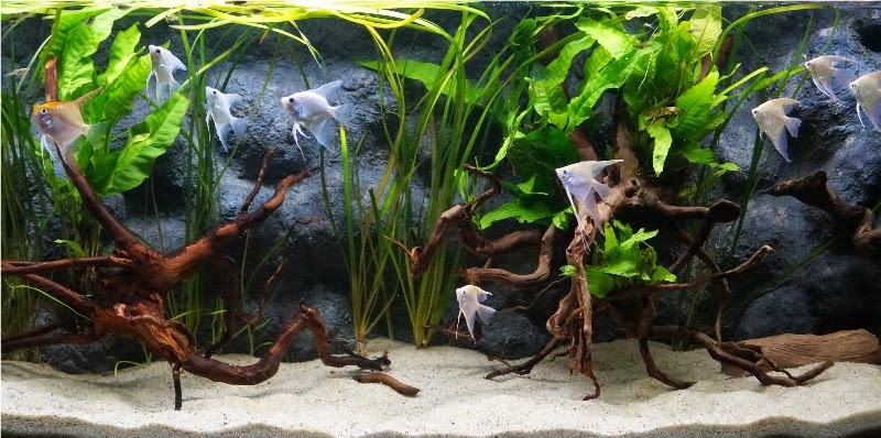 Aquarium Fish Forum; Everything Aquatic: DIY Styrofoam Aquarium Background