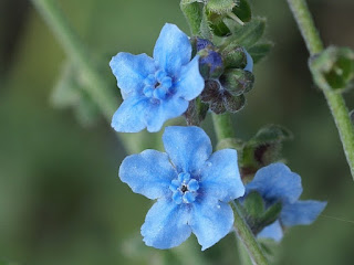 Cynoglossum amabile - Myosotis chinois - Cynoglosse langue de chien 