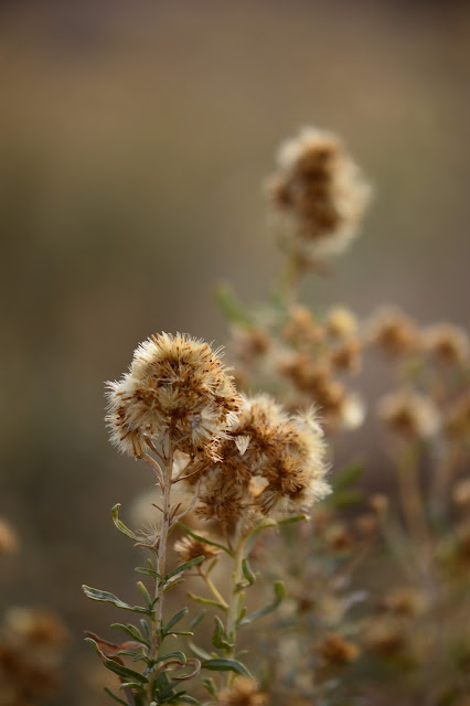 amy myers, handmakers world, handmaker's world, small sunny garden, desert, photography