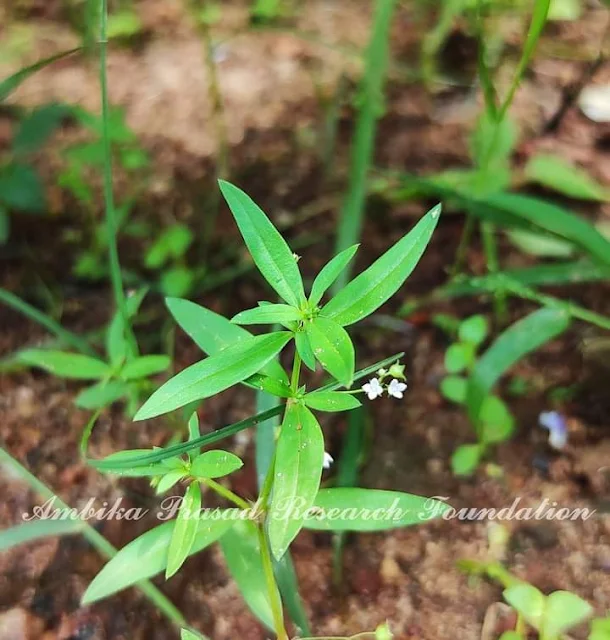 Oldenlandia corymbosa L. Family : Rubiaceae Common name : Gharpodia (Odia)  Location : Kalahandi, Odisha  Medicinal Uses : ✔ The plant is known to clear heat and toxins, activate blood circulation, promote diuresis.  ✔ It is also active against appendicitis, hepatitis, pneumonia, urinary infection.  ✔ It is also potential against skin sores, ulcers, sore throat, bronchitis, jaundice, constipation, leprosy, skin diseases, cough, bronchitis, necrosis, nervous depression.