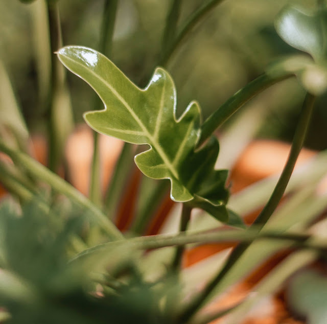 Philodendron Xanadu, nærbilde av ungt blad