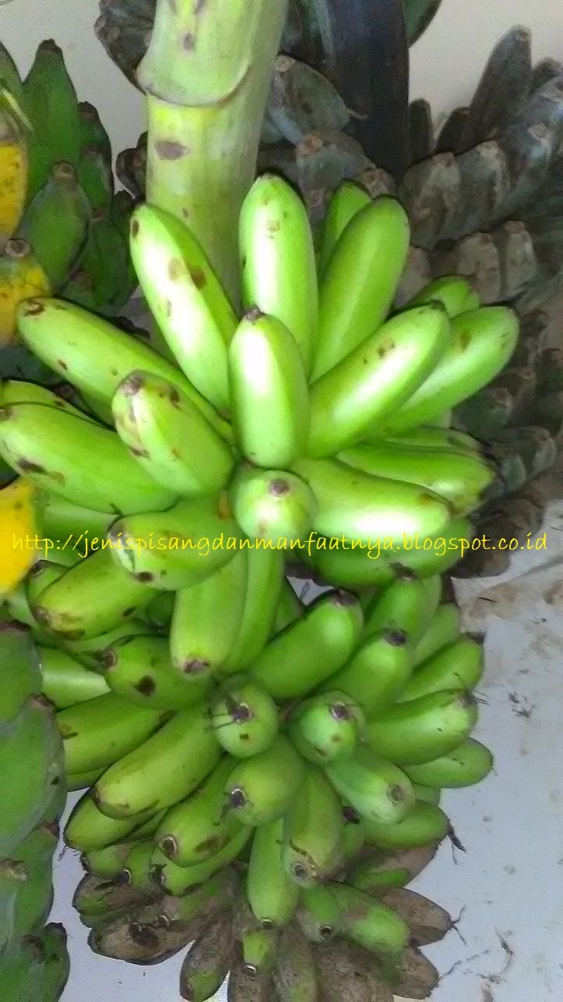  Gambar  Pisang  Mas Dan Pohon Pisang  Mas Jenis Pisang  Dan 