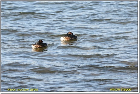 Drayccote Waters - February