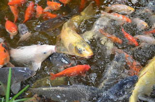 umpan ikan mas air jernih