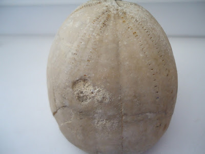 Fossil Sea Urchin Echinoid