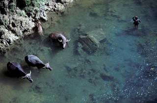 Sumbanese have a close relationship with their buffalo