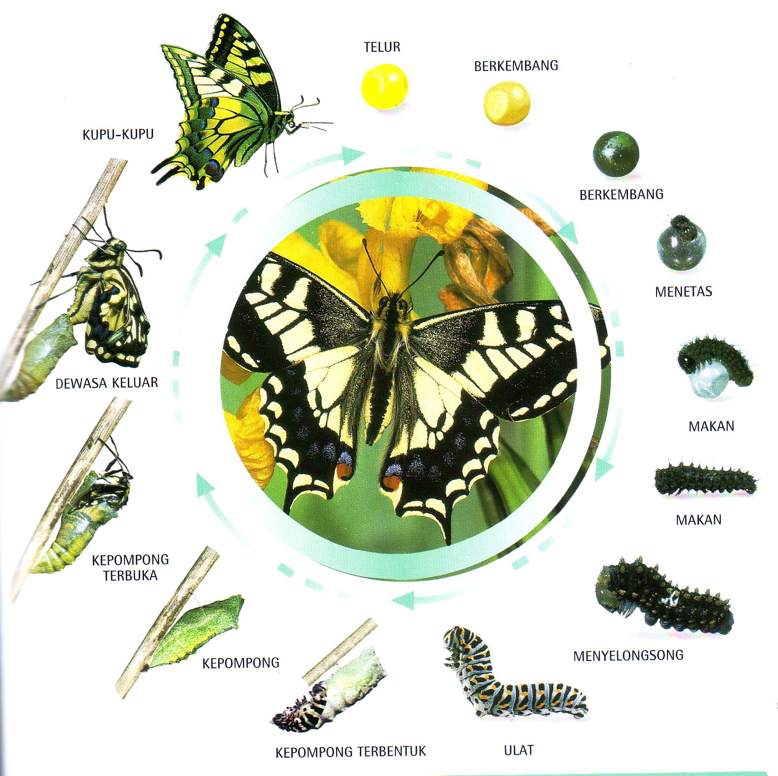 Metamorfosis Kupu-kupu dan Maknanya dalam Kehidupan 