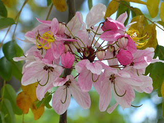 Casse de Java - Cassier de Java - Cassia javanica