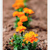 Tips for growing Marigolds