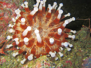 Anemone