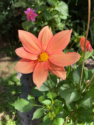 Unknown Dahlia