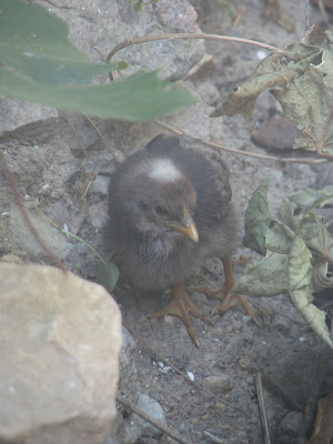 Fauna Zia Kos