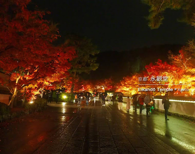 京都 永観堂の紅葉ライトアップ