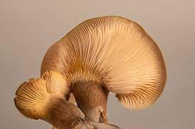 Bulk Mushroom Supplier In Gujarat | Wholesale Mushroom Seller In Gujarat | Mushroom Distributors In Gujarat