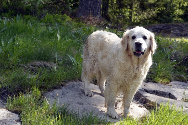 golden retriever