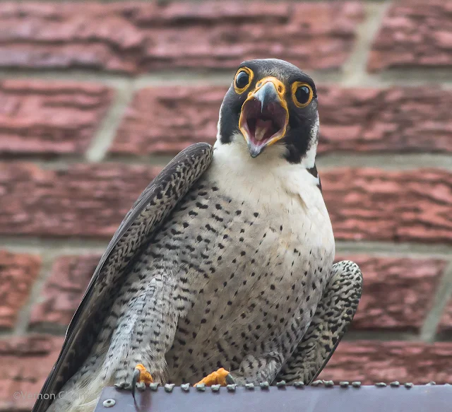 Peregrine Falcon Visit at Arnhem Milnerton Cape Town Copyright Vernon Chalmers 02