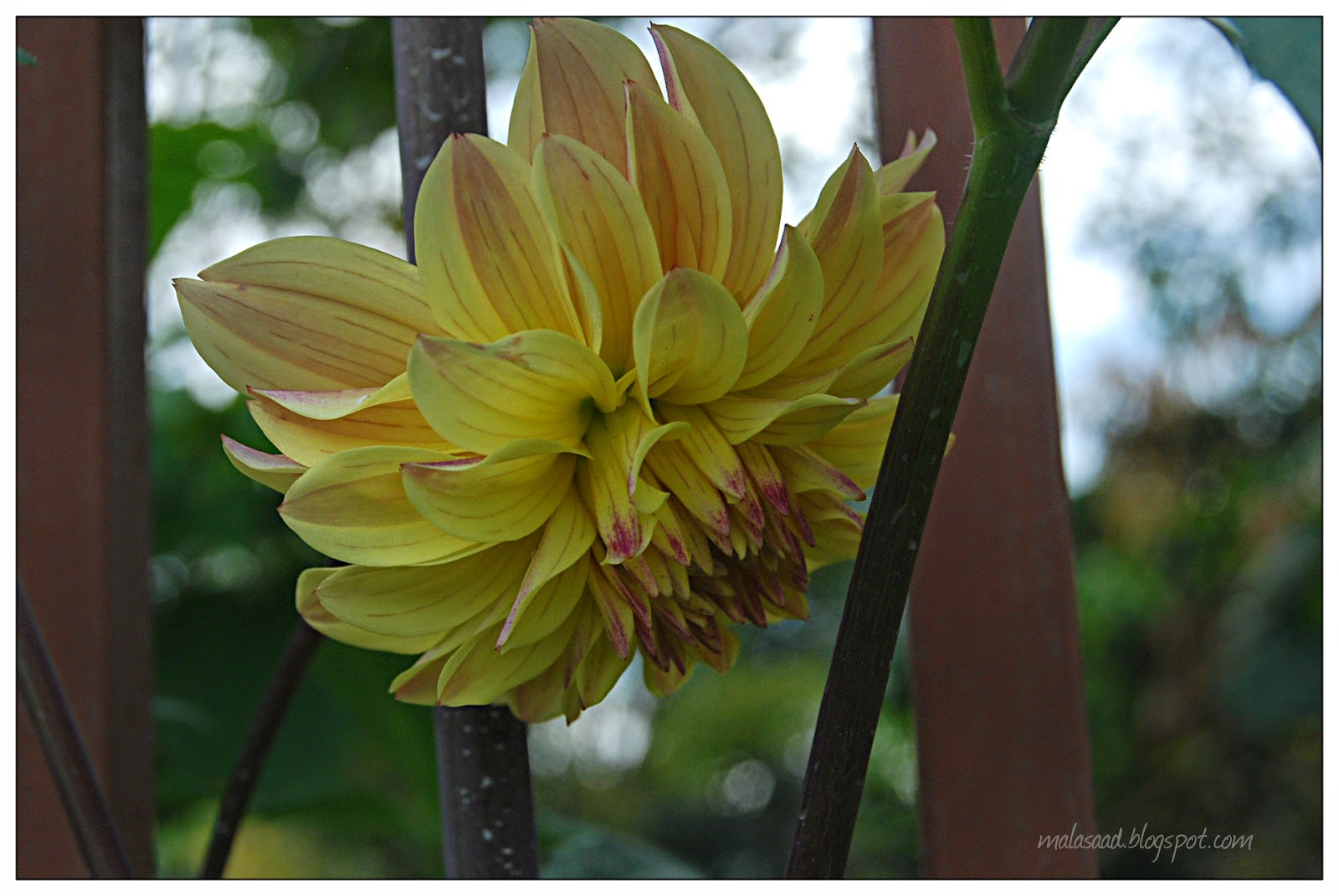 My Green Eye's: Menikmati Dahlia - Cameron Highland