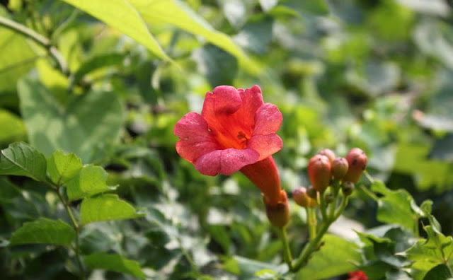 Trumpet Vine Flowers Pictures